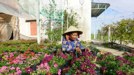 Bình Định: Làng hoa Bình Lâm lung linh đón Tết