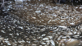 Quảng Nam: Cá chết bất thường ở gần Khu công nghiệp Tam Thăng