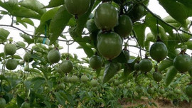 Phát triển cây ăn quả nâng cao sản lượng nông sản ở Mường Ảng
