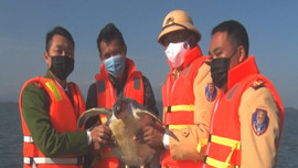Quảng Ninh: Thả cá thể rùa quý nặng 10kg về môi trường tự nhiên