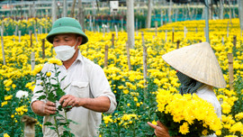 Thanh Hóa: Làng hoa Đông Cương rực rỡ ngày cận Tết