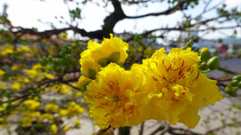 Bình Định: Mai vàng khoe sắc đón nắng xuân