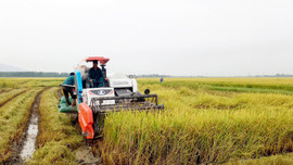 Cởi nút thắt trong “tích tụ ruộng đất” ở miền Trung - Tích tụ đất nông nghiệp: Khó vẫn phải làm