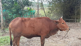 Thừa Thiên - Huế: Phòng chống đói, rét cho đàn vật nuôi