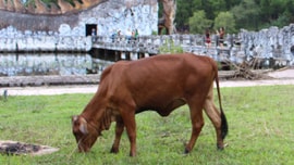 Quảng Trị: Triển khai biện pháp phòng, chống đói, rét cho đàn vật nuôi