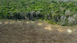 Nạn phá rừng gây ra lượng khí thải cao gấp đôi trong hai thập kỷ