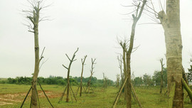 Thừa Thiên - Huế: Hàng loạt cây xanh “chết héo”