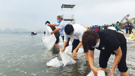 Quảng Ninh: Thả 2,3 triệu con giống thủy sản về vịnh Bái Tử Long