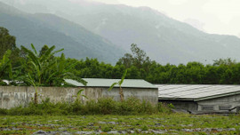 Bình Định: Nhiều trang trại heo xả thải gây ô nhiễm môi trường