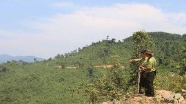 Thừa Thiên – Huế: Nâng cao công tác quản lý, bảo vệ rừng