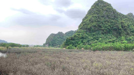 Quảng Ninh: Sớm làm rõ chủ sở hữu đối với gần 5ha rừng ngập mặn bị chết 