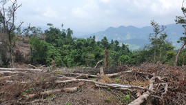 Quảng Trị: UBND tỉnh chỉ đạo làm rõ vụ phá rừng ở Đakrông