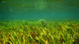 Bảo vệ hệ sinh thái cỏ biển miền Trung để phát triển bền vững tài nguyên biển