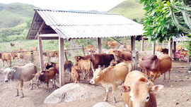 Chăn nuôi gia súc – hướng phát triển kinh tế ở huyện Mường Nhé