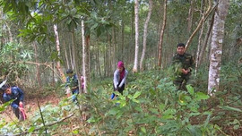 Điện Biên: Hiệu quả giữ rừng từ chính sách chi trả dịch vụ môi trường rừng