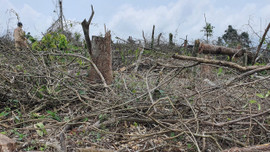 Bộ NN&PTNT đề nghị xử lý nghiêm tình trạng phá rừng trái phép tại Quảng Trị
