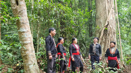 Chính sách đất ở, đất sản xuất vùng đồng bào DTTS  Tây Bắc - Bài 4: Bát Xát (Lào Cai) Hiệu quả của việc giao đất, giao rừng