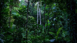 Biến đổi khí hậu làm tỷ lệ cây nhiệt đới chết tăng gấp đôi