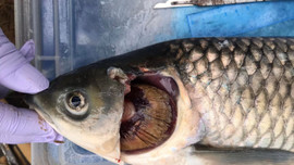 Thừa Thiên – Huế: Cá nuôi lồng chết hàng loạt