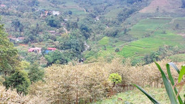 Lào Cai: Nguyên nhân nhiều héc-ta cây trồng bị táp lá do sự cố công nghệ của Công ty DAP số 2