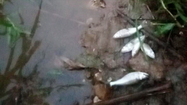 Bảo Thắng - Lào Cai: Cá chết bất thường tại suối Khe Chom chưa rõ nguyên nhân