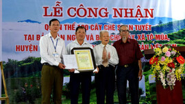Công nhận Cây di sản Việt Nam cho 100 cây chè Shan tuyết ở xã Tô Múa