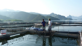 Sơn La triển khai quan trắc, cảnh báo môi trường nuôi trồng thủy sản 