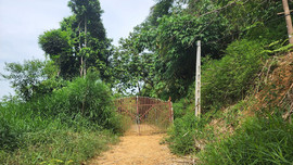 Thạch Thành (Thanh Hóa): Phá rừng tự nhiên mở đường, làm nhà trái phép 