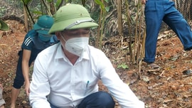Nghệ An: Hỗ trợ hơn 5 tỷ đồng phát triển cây dược liệu dưới tán rừng