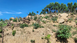 Bình Định: Kết quả xử lý vụ phá rừng xã Mỹ Hiệp