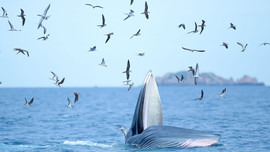 Bình Định: Cá voi xuất hiện tại biển Đề Gi là loài động vật hoang dã quý hiếm 