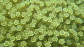 Bài dự thi “Cùng giữ màu xanh của biển”: Bảo tồn hệ sinh thái san hô - Bài 1: Vai trò của hệ sinh thái san hô