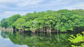 TP.Huế: Phát động cuộc thi ảnh, clip về rừng ngập mặn