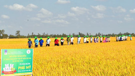 Phân bón Dầu khí: Nền tảng vững vàng cho nông nghiệp Việt