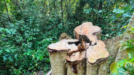Phú Yên: Phát hiện thêm khu vực rừng Sơn Hội bị chặt phá