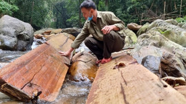 Kỷ luật Giám đốc Ban quản lý Khu Bảo tồn thiên nhiên Bắc Hướng Hóa vì để xảy ra phá rừng