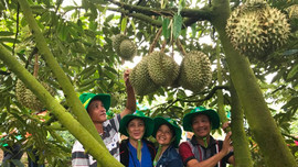 NPK Phú Mỹ gắn liền với phát triển bền vững cây sầu riêng