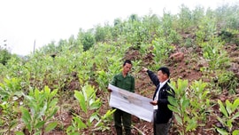 Cần nâng cao hiệu quả chính sách giao đất, giao rừng cho cộng đồng dân cư, hộ gia đình và cá nhân