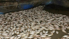 Thừa Thiên – Huế: Cá nuôi lồng chết hàng loạt, dân điêu đứng
