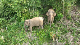 Nghệ An: Hai cá thể voi xuất hiện phá keo người dân ở Quỳ Châu