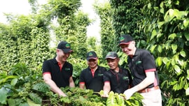 Hợp tác công tư nhằm giảm phát thải và phát triển nông nghiệp bền vững