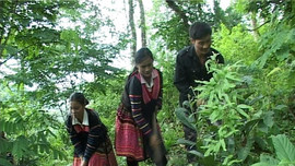 Mường Chà (Điện Biên): Bảo vệ và phát triển rừng bền vững