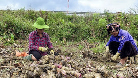 Huyện Điện Biên (Điện Biên): Cần sử dụng hài hòa tài nguyên đất với phát triển kinh tế