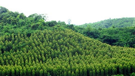 Thí điểm thủ tục chuyển mục đích sử dụng rừng sang mục đích khác tại Khánh Hòa