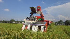 Quảng Nam: Tích tụ ruộng đất, nâng cao thu nhập cho người dân