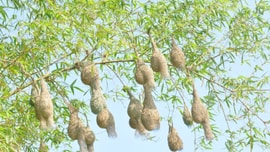 Chung tay bảo tồn các vùng đất ngập nước tại Việt Nam