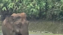 Bảo tồn voi ở Nghệ An: Người dân lo sợ, bài toán bảo tồn vẫn "bế tắc"