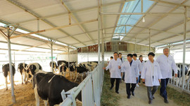 Bò sữa TH giúp phát triển sinh kế người dân huyện nghèo của tỉnh Lâm Đồng
