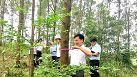 Thương mại hóa các-bon rừng: Cần hành lang pháp lý