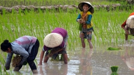 Hồi sinh các vùng đất ngập nước